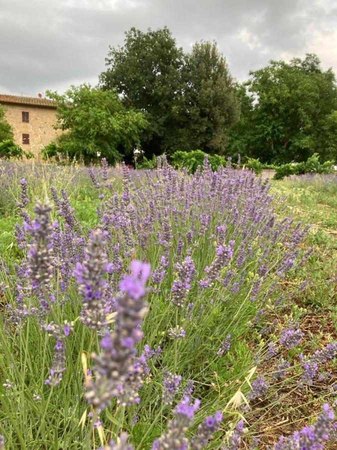Claudia Vacanza Toscana - Appartamento Nocciolo- 10 Min Da Siena Malignano Eksteriør bilde
